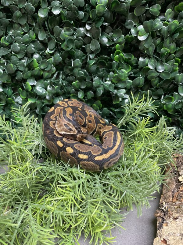 Available Pets Petland Racine, Wisconsin