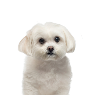 Petland Racine, Wisconsin Maltese