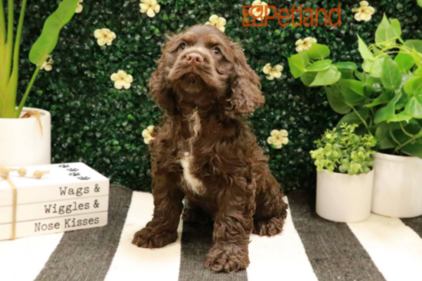 [#231918-02] Chocolate M Cocker Spaniel Puppies for Sale