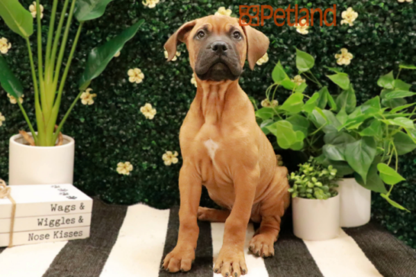 [#24137-05] Red Fawn M Bullmastiff Puppies for Sale