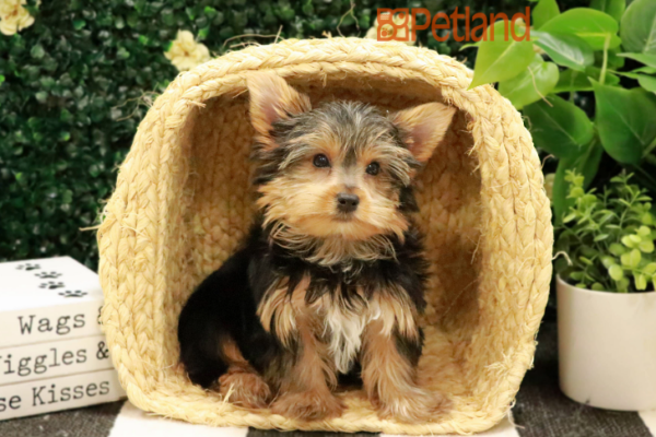 [#24223-03] Black / Tan M Yorkshire Terrier Puppies for Sale