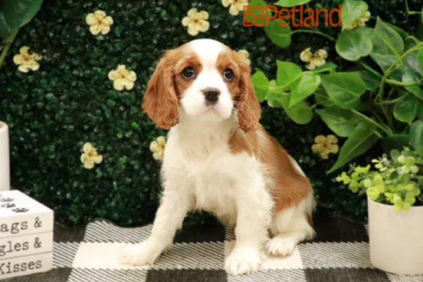 [#24134-04] Blenheim F Cavalier King Charles Spaniel Puppies for Sale