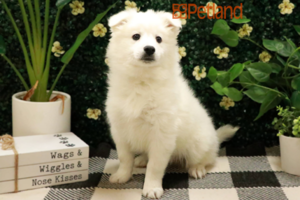 [#24262-01] White M American Eskimo Dog Puppies for Sale