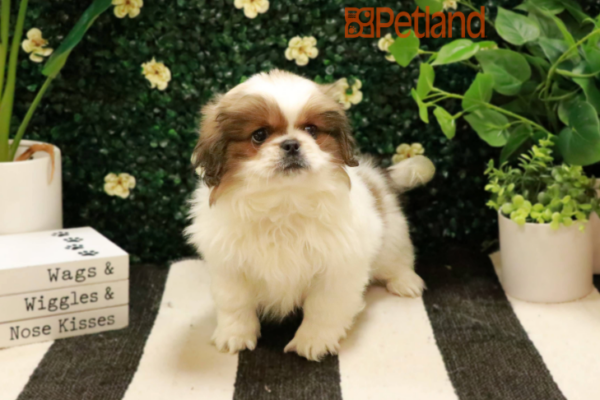 [#24169-05] Sable / White M Pekingese Puppies for Sale