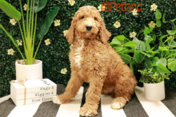 [#24559-01] Red M Poodle Standard Puppies for Sale