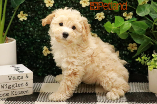 [#2450-03] Apricot M Schnoodle Puppies for Sale