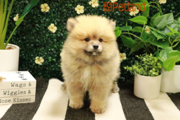 [#24641-01] Sable M Pomeranian Puppies for Sale