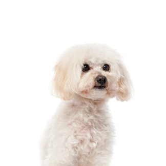 Petland Racine, Wisconsin Maltipoo
