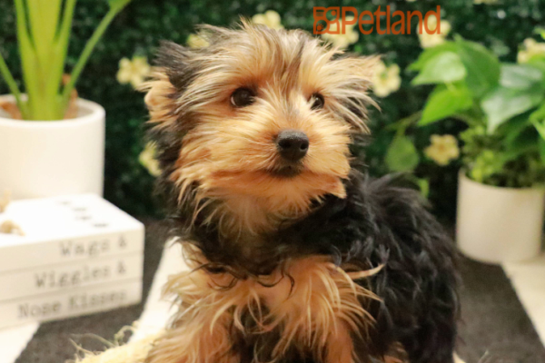 Petland breeders online