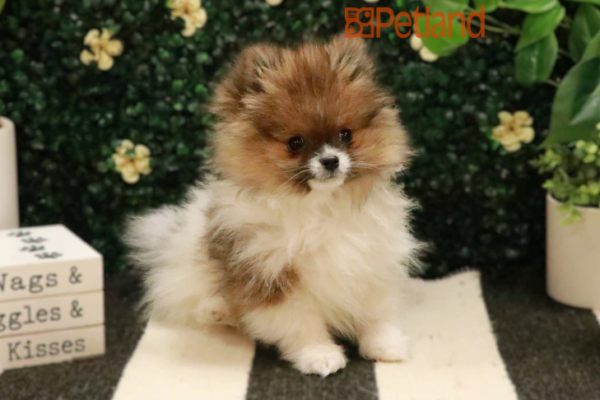 [#243278-03] - Sable M Pomeranian Puppies for Sale
