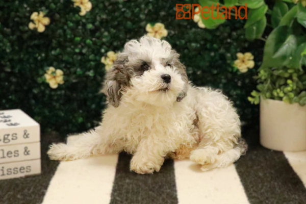 [#243300-07] - White / Gray F Goldendoodle Mini 2nd Gen Puppies for Sale