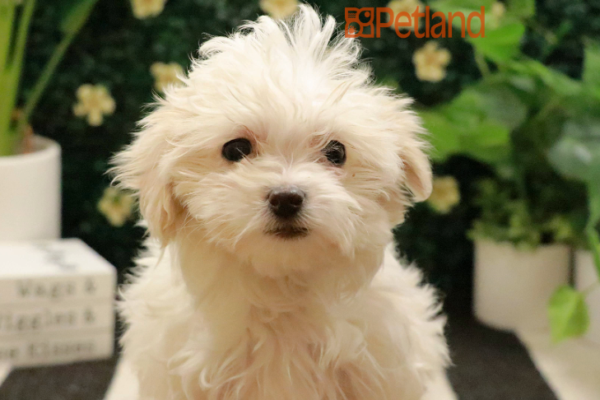 [#243368-02] - White F Maltipoo Puppies for Sale