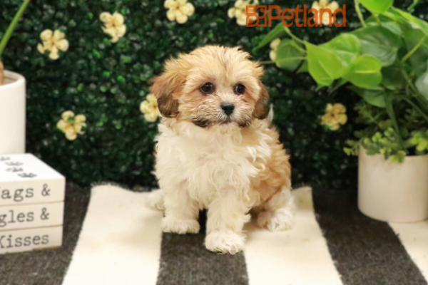 [#243740-04] - Brindle / White F Lhasa Apso/Bichon Puppies for Sale