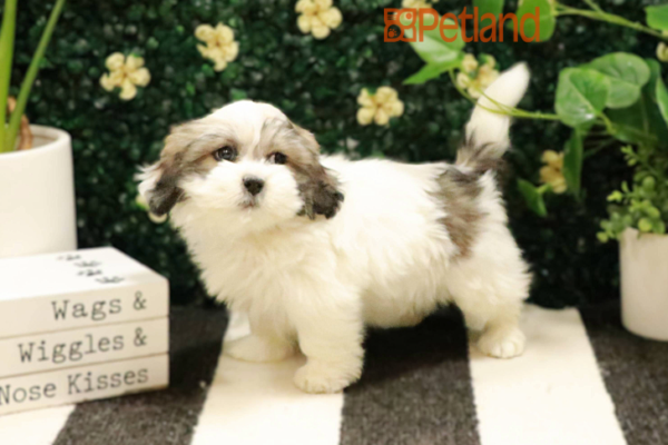 [#243766-04] - Red Sable F Lhasa Apso Puppies for Sale