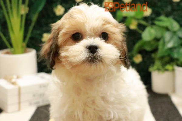 [#243792-03] - Dark Brown F ShihPoo Puppies for Sale
