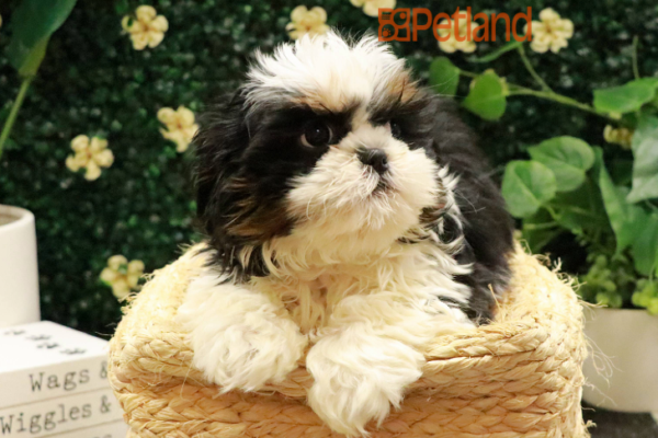 [#243829-04] - Chocolate / White F Shih Tzu Puppies for Sale