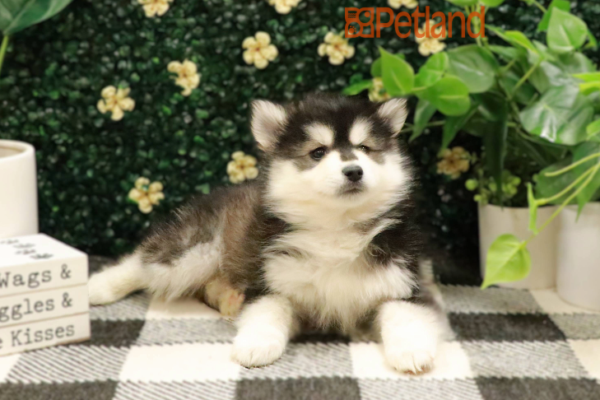 [#243838-03] - Black / White M Pomsky Puppies for Sale