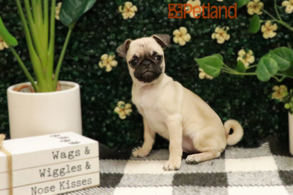 [#25165-02] - Fawn F Pug Puppies for Sale