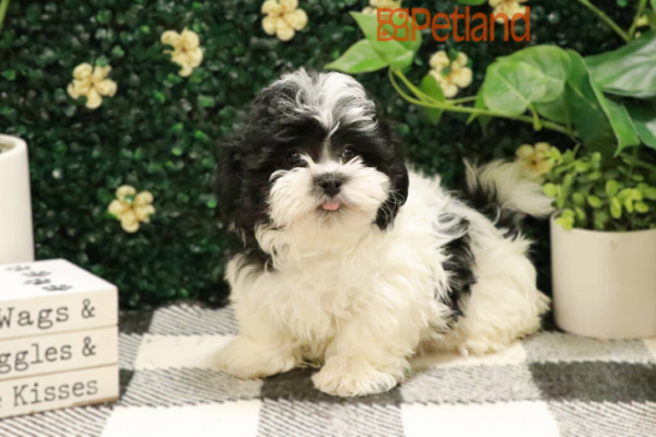 [#255-02] - White M Teddy Bear Puppies for Sale