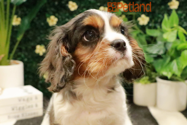 [#243833-03] - Blue / White M Cavalier King Charles Spaniel Puppies for Sale
