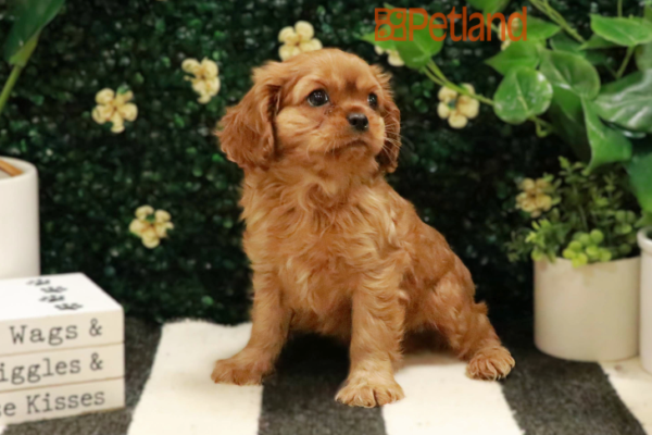[#25150-01] - Ruby M Cavalier King Charles Spaniel Puppies for Sale