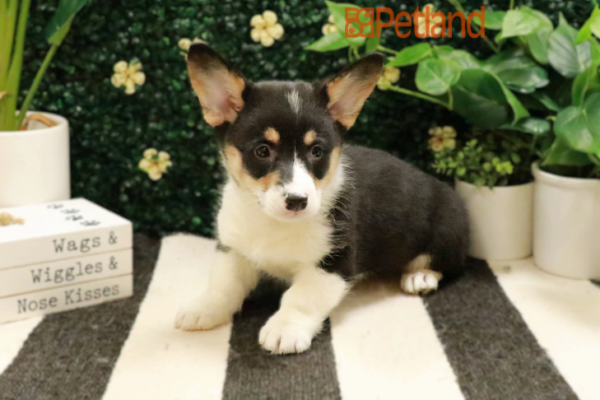 [#2537-06] - Black / Tan F Pembroke Welsh Corgi Puppies for Sale