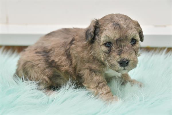 [#25397-05] - Chocolate Merle F Poodle Puppies for Sale