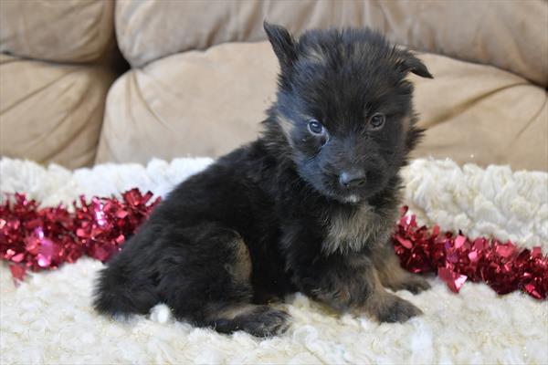 [#25242-04] - Black / Tan M German Shepherd Dog Puppies for Sale