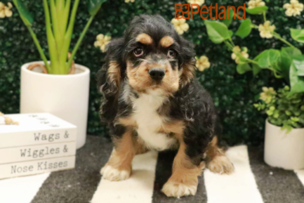 [#2553-06] - Merle F Cocker Spaniel Puppies for Sale