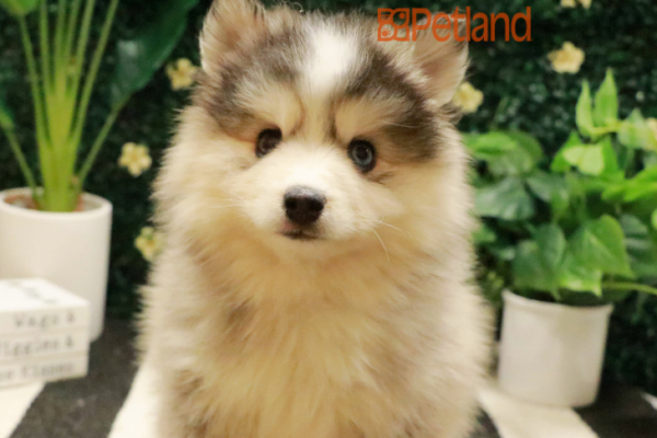 [#2590-04] - Gray / White F Pomsky Puppies for Sale