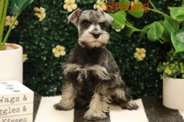 [#25207-05] - Salt / Pepper F Miniature Schnauzer Puppies for Sale