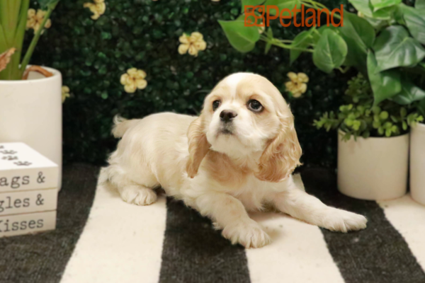 [#25238-05] - Buff / White F Cocker Spaniel Puppies for Sale
