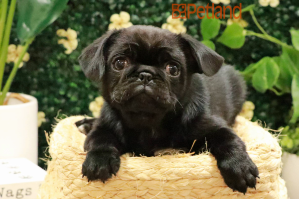 [#25279-01] - Black M Pug Puppies for Sale