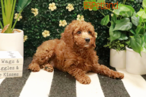 [#25293-03] - Red M Goldendoodle Mini 2nd Gen Puppies for Sale