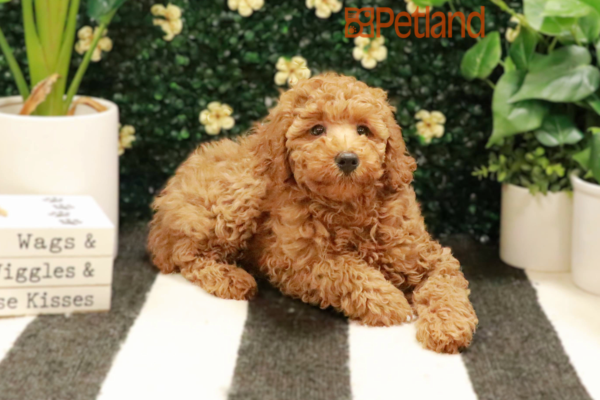 [#25146-04] - Red F Poodle Puppies for Sale