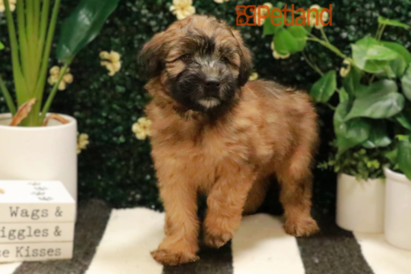 [#25332-05] - Wheaten F Soft Coated Wheaten Terrier Puppies for Sale