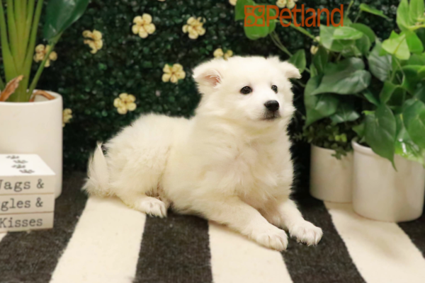 [#25498-02] - White M American Eskimo Dog Puppies for Sale