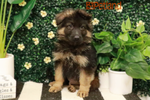 [#25242-04] - Black / Tan M German Shepherd Dog Puppies for Sale
