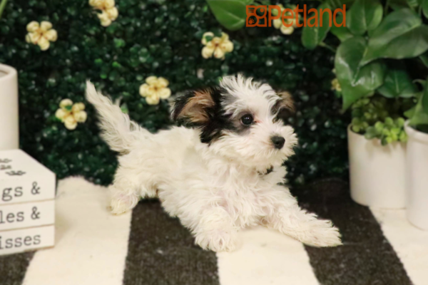 [#25206-01] - F Morkie Puppies for Sale