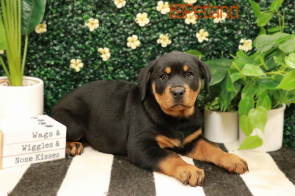 [#25276-04] - Black / Tan F Rottweiler Puppies for Sale