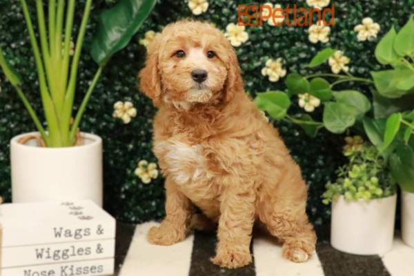 [#25295-03] - Apricot M Goldendoodle Mini 2nd Gen Puppies for Sale