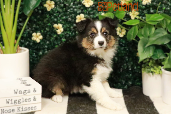 [#25298-02] - Black M Miniature Australian Shepherd Puppies for Sale