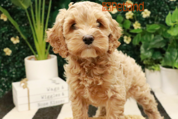 [#25321-05] - Cream F Cock A Poo Puppies for Sale