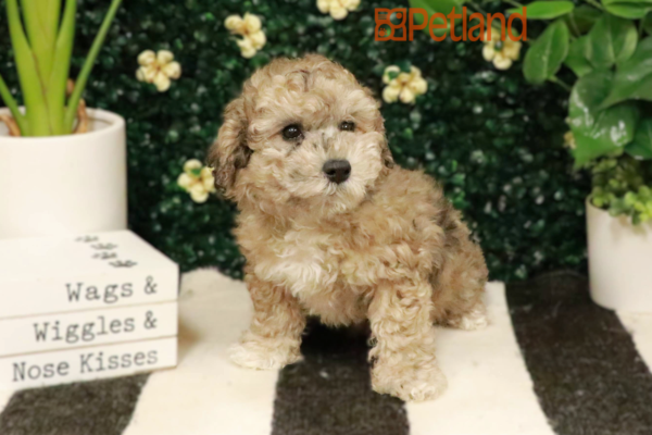 [#25397-05] - Chocolate Merle F Poodle Puppies for Sale