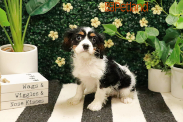 [#25184-01] - Black / White M Cavalier King Charles Spaniel Puppies for Sale