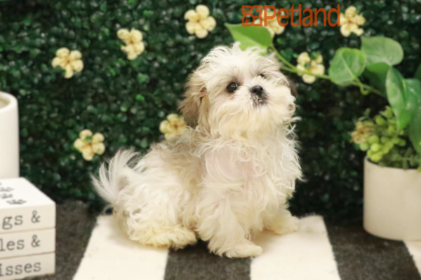 [#25236-05] - White / Brindle F Teddy Bear Puppies for Sale