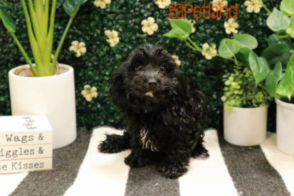 [#25275-05] - Black F Cavapoo Puppies for Sale