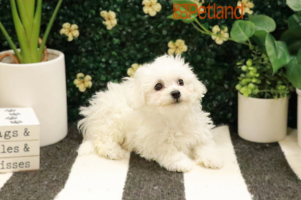 [#25284-03] - White F Bichon Frise Puppies for Sale