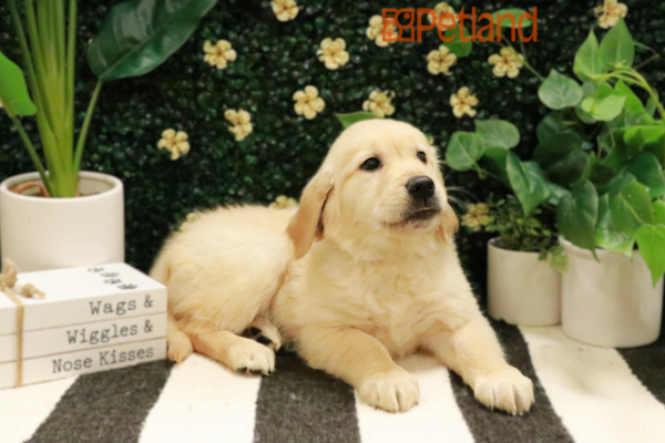 [#25596-04] - Golden M Golden Retriever Puppies for Sale