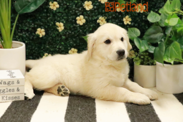 [#25596-05] - Cream F Golden Retriever Puppies for Sale